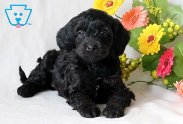 Tyla Cockapoo2 image