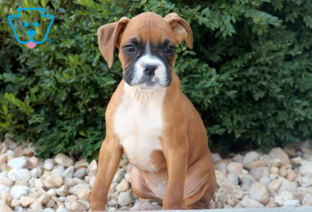 Wishes Boxer Retake image