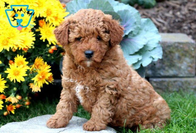 Zippy Mini Poodle image