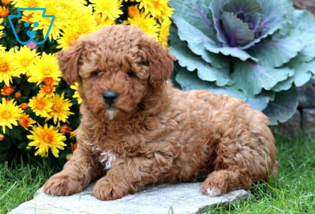 Zippy Mini Poodle2 image