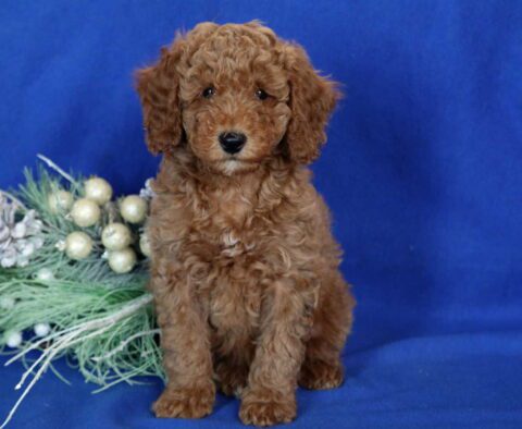 Andy Mini Poodle