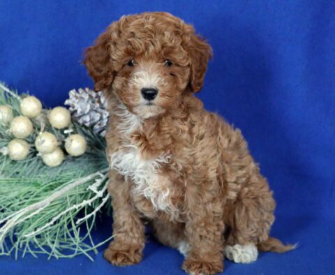 Angelica Mini Poodle