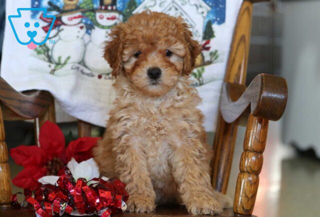 Baby Mini Goldendoodle image