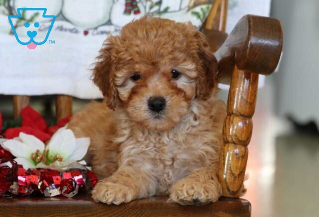 Baby Mini Goldendoodle2 image