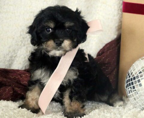 Babycakes Cavachon