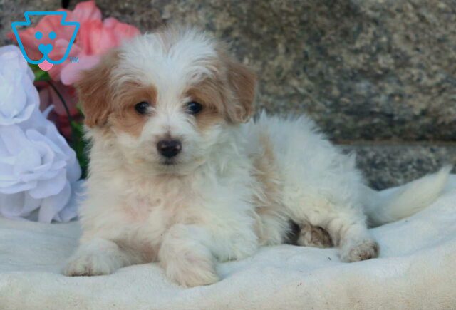 Bandit Pomapoo2 image