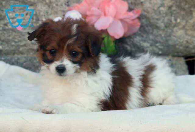 Barbie Pomapoo2 image