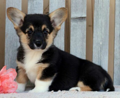 Bean Corgi