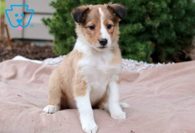 Bell Sheltie2 image