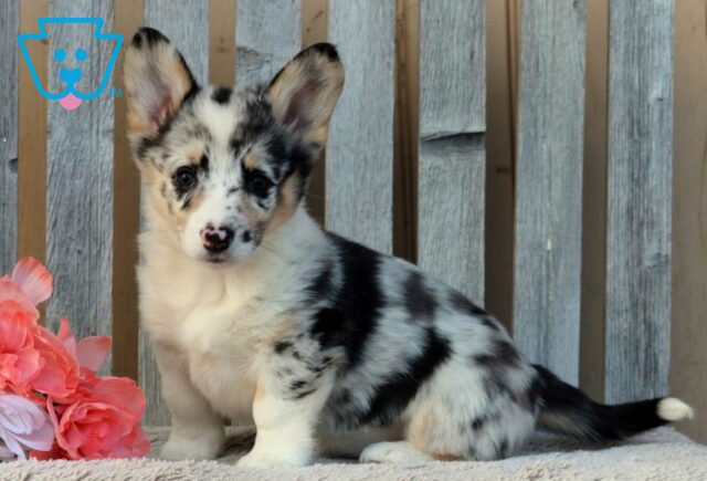 Bells Corgi image