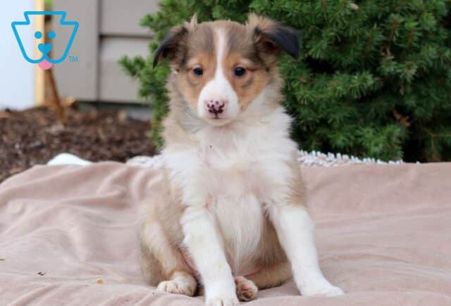 Benny Sheltie image