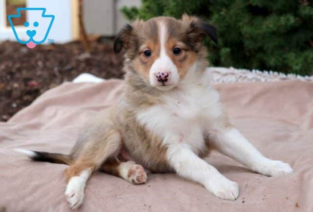 Benny Sheltie2 image