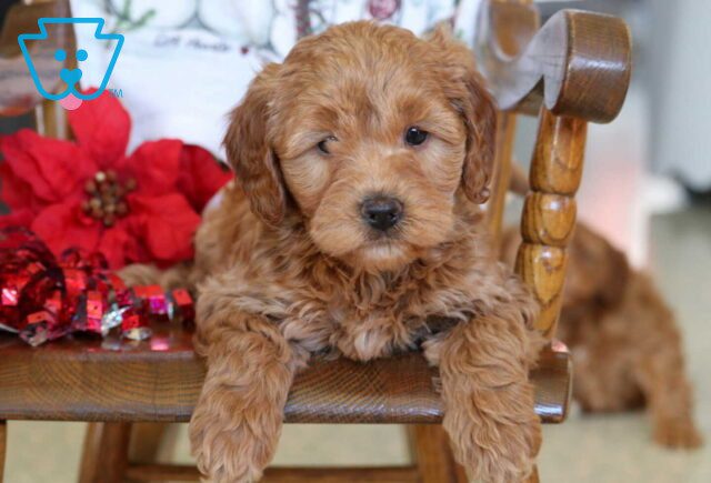 Bessie Mini Goldendoodle image