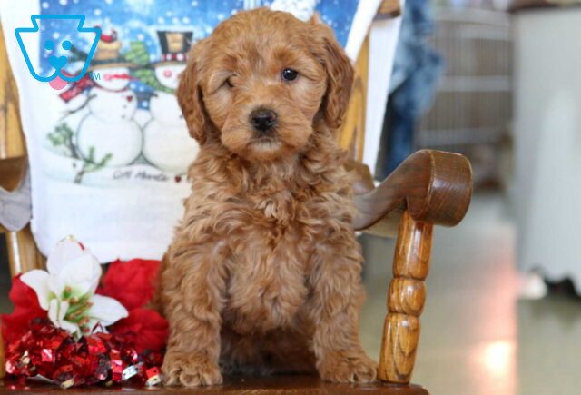 Bessie Mini Goldendoodle2 image