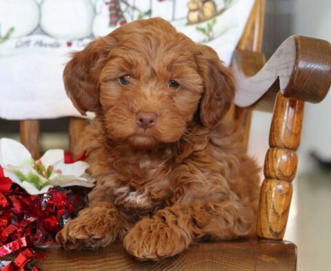 Bethany Mini Goldendoodle