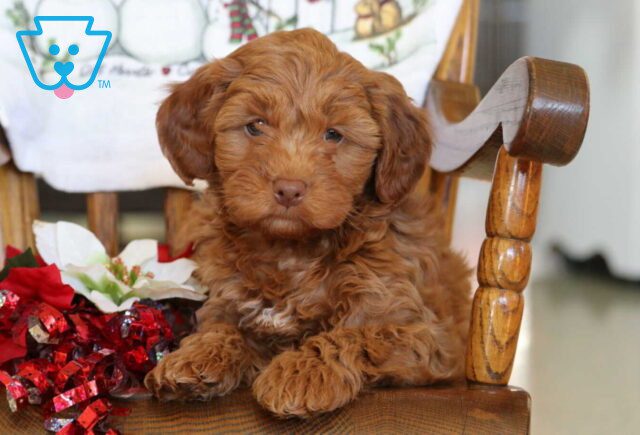 Bethany Mini Goldendoodle image