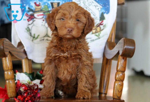 Bethany Mini Goldendoodle2 image