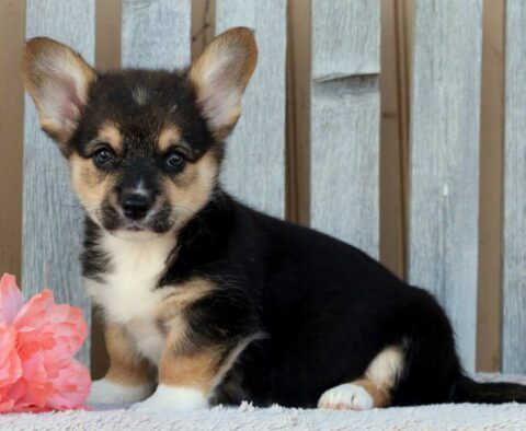 Bev Corgi