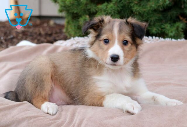 Bingo Sheltie2 image