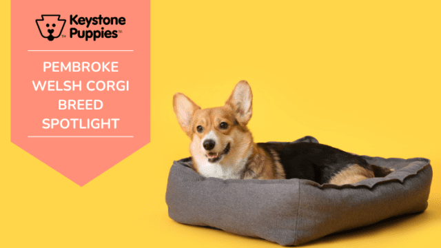 Dog Breed Spotlight: Pembroke Welsh Corgi