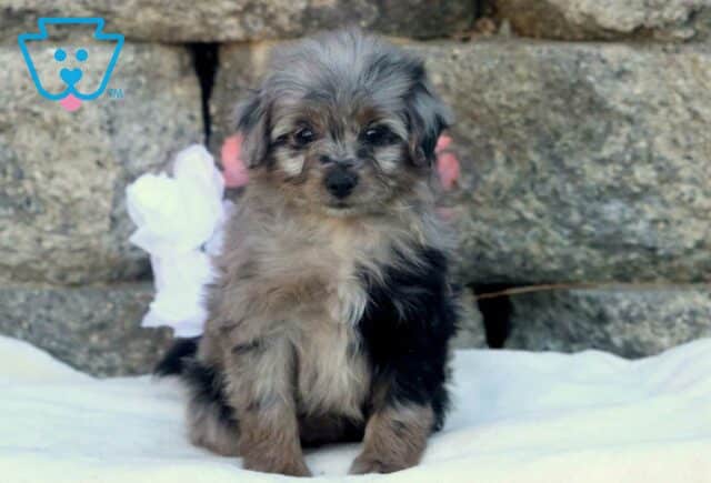 Blossom Pomapoo image