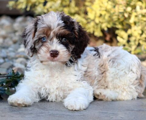 Bones Cockapoo