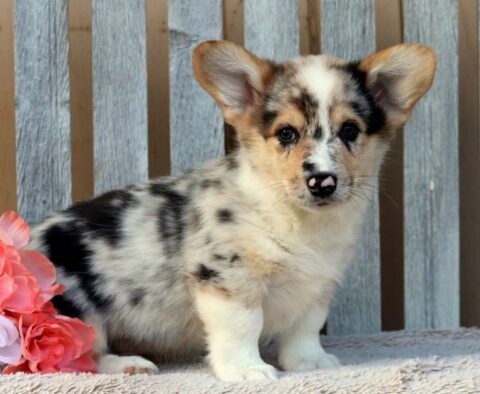 Boots Corgi2