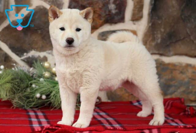 Boss Shiba Inu image