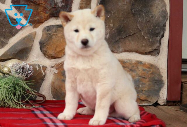 Boss Shiba Inu2 image