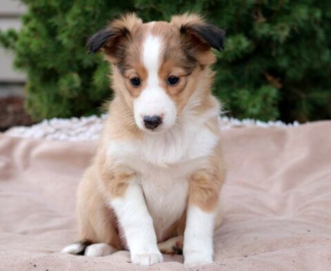 Breeze Sheltie