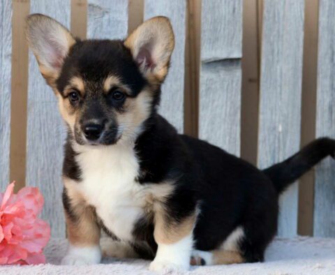 Brook Corgi