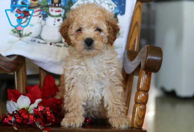 Bruzer Mini Goldendoodle image