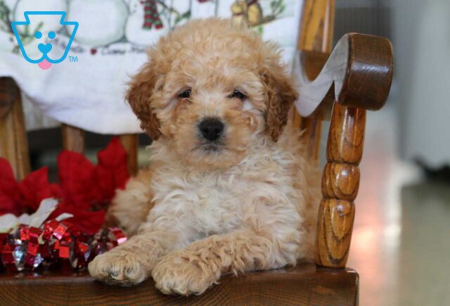 Bruzer Mini Goldendoodle2 image