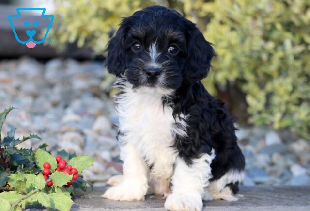 Buck Cockapoo2 image