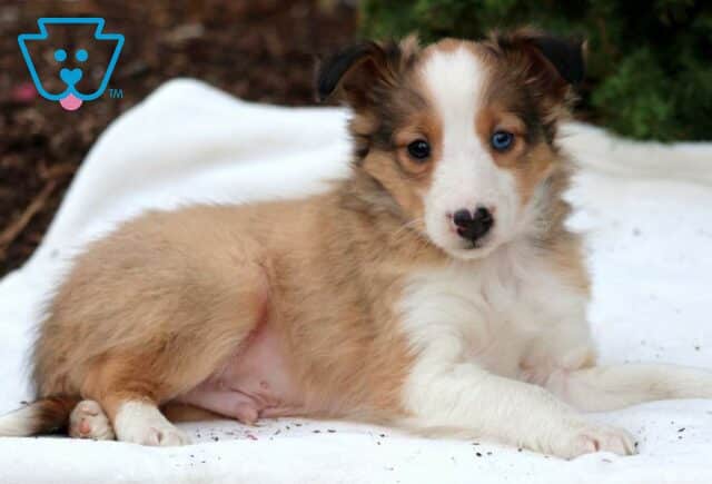 Buster Sheltie2 image