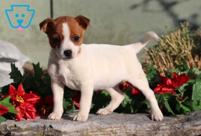 Candy Cane Jack Russell image