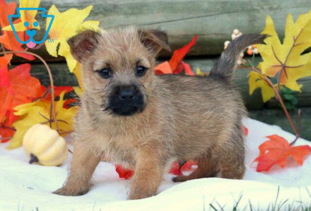 Casper Cairn Terrier2 image