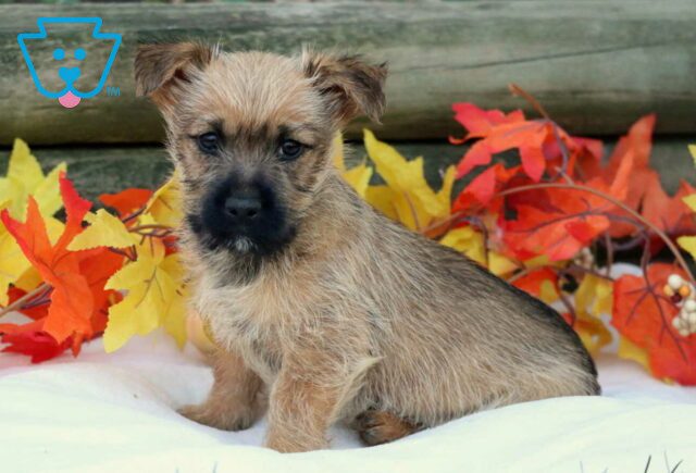 Chip Cairn Terrier image