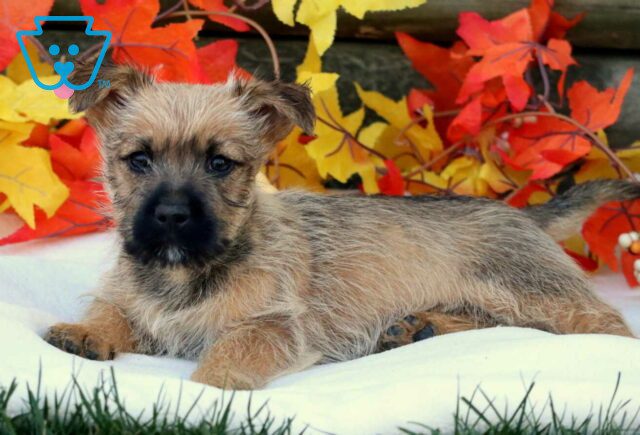 Chip Cairn Terrier2 image