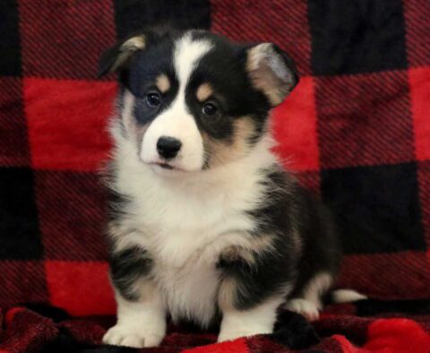 Chocolate Chip Corgi2