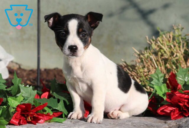 Christmas Jack Russell image