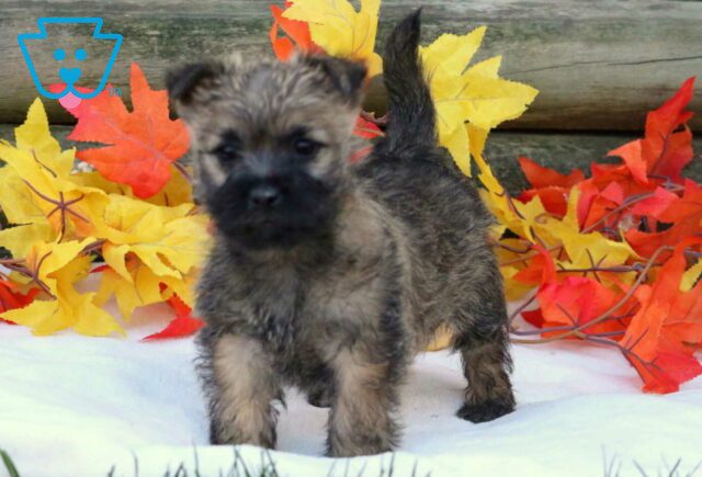 Cinnamon Cairn Terrier image