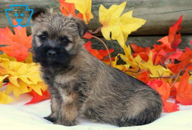 Cinnamon Cairn Terrier2 image