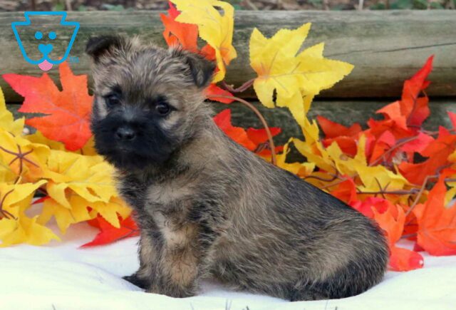 Cinnamon Cairn Terrier3 image