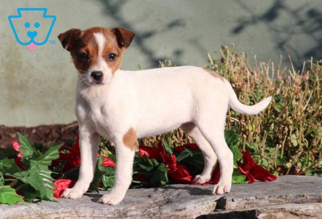 Cocoa Jack Russell image