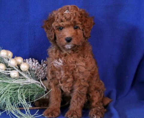 Cody Toy Goldendoodle