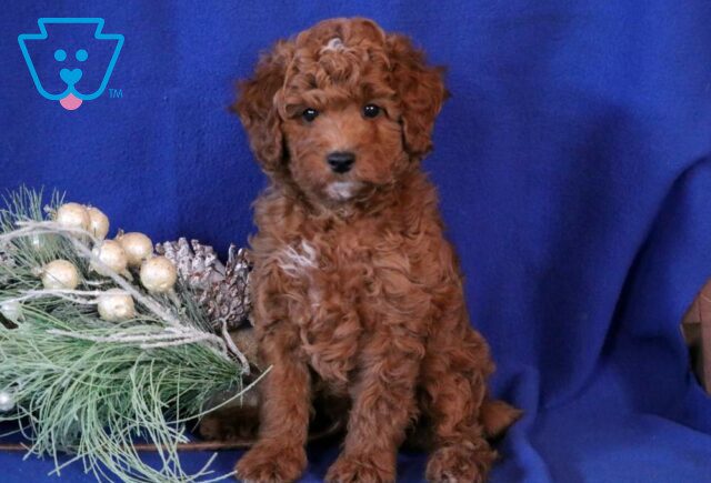 Cody Toy Goldendoodle image