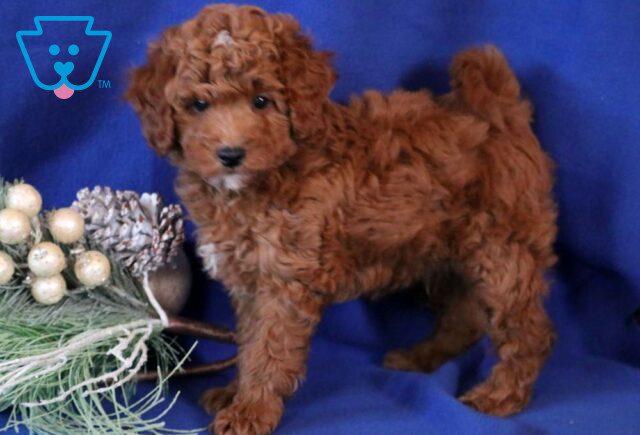 Cody Toy Goldendoodle2 image