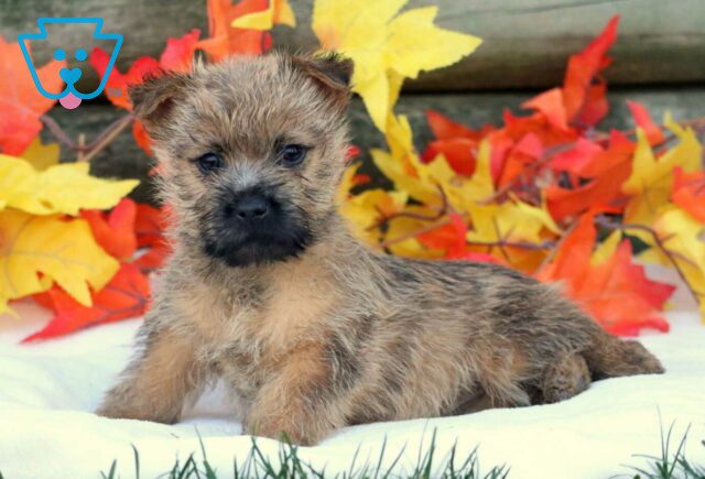 Coffee Cairn Terrier image