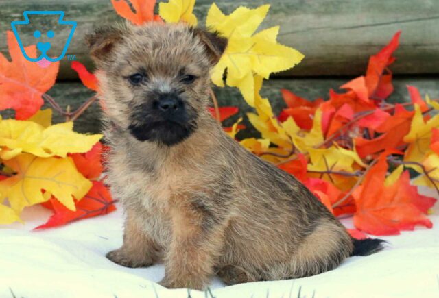Coffee Cairn Terrier2 image